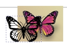 Résultat de la vectorisation du papillon sous Inkscape